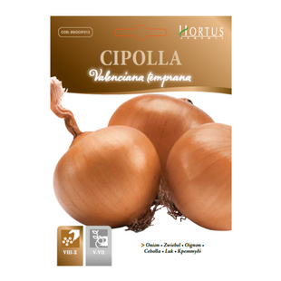 ONION OIGNON CIPOLLA VALENCIANA