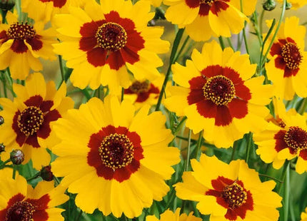 COREOPSIS UAE FLOWERS