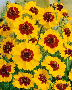 COREOPSIS UAE FLOWERS