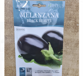 AUBERGINE MELANZANA BLACK BEAUTY