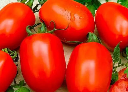 طماطم بيضاوية محددة  F1 ( TOMATO OVAL DETERMINATE)