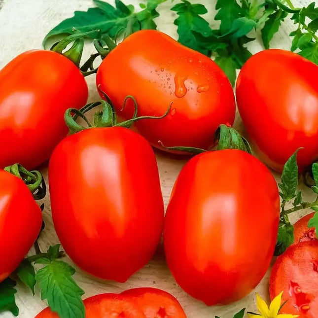طماطم بيضاوية محددة  F1 ( TOMATO OVAL DETERMINATE)