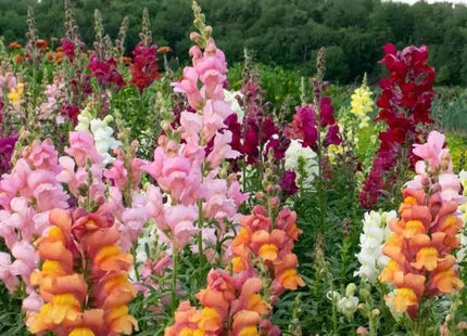 SNAPDRAGON MIX UAE