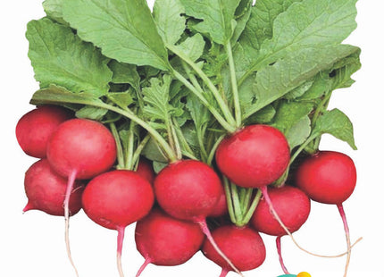 فجل مبدعة الأحمر(RED RADISH MUBDIEA 400GM)