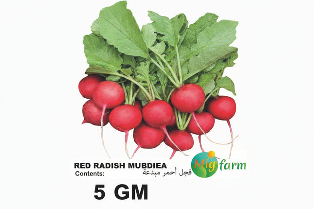 فجل مبدعة الأحمر(RED RADISH MUBDIEA 5 Gm))