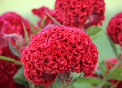 COCKSCOMB CELOSIA CRESTA DI GALLO NANAN IN MIX