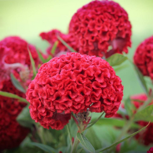 COCKSCOMB CELOSIA CRESTA DI GALLO NANAN IN MIX