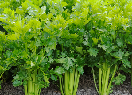 علبة كرفس من AGRIMAX