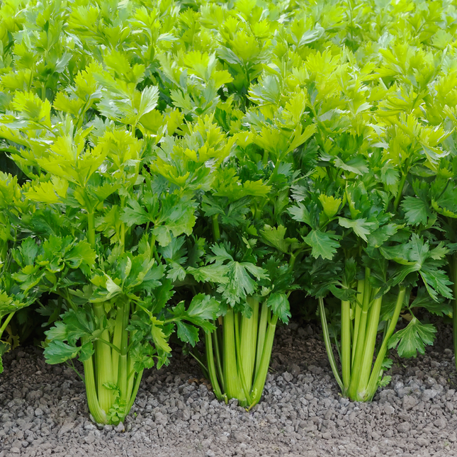 علبة كرفس من AGRIMAX
