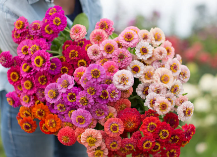ZINNIA POMPON LILLIPUT IN MIX