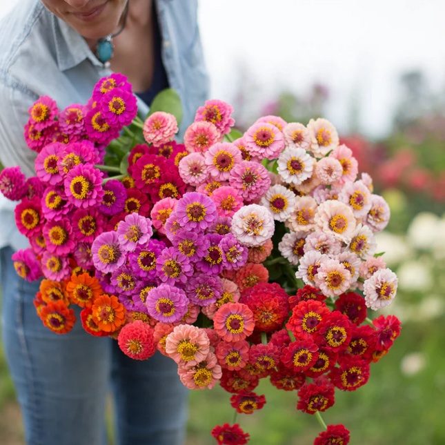 ZINNIA POMPON LILLIPUT IN MIX