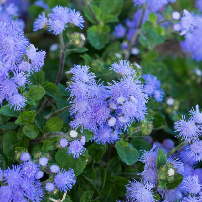 FLOSS FLOWER AGERATO NANO BLUE