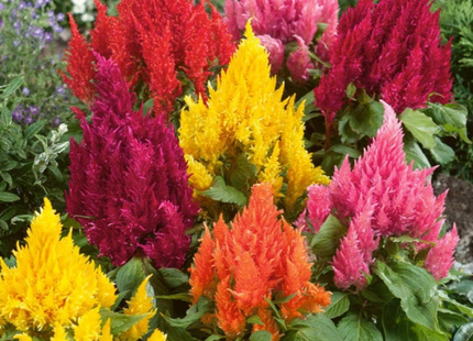CELOSIA PLUMOSA MIX