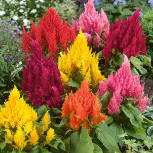 CELOSIA PLUMOSA MIX