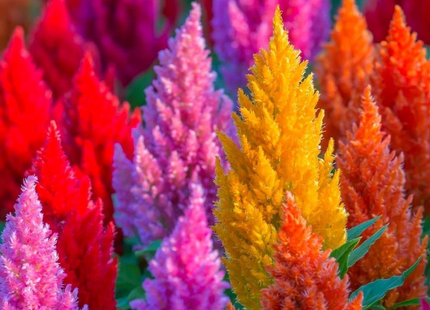 CELOSIA PLUMOSA MIX