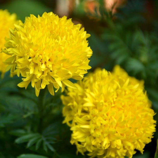 TALL MARIGOLD ROSE D`INDE