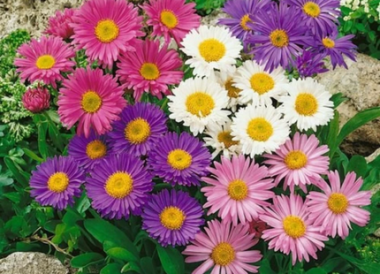 ASTER REINE ASTRO SEMPLICE IN MIX