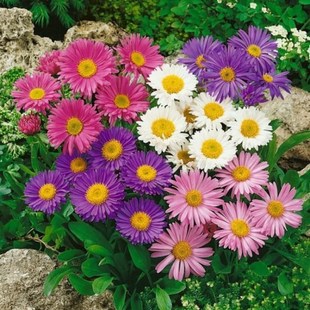 ASTER REINE ASTRO SEMPLICE IN MIX
