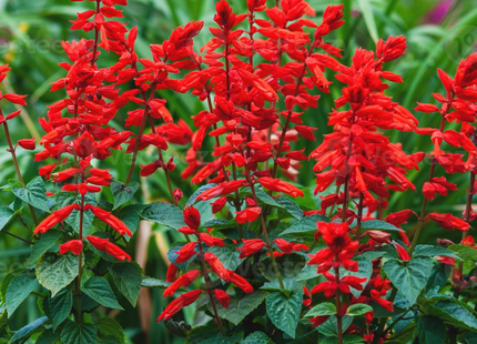 Scarlet Sage SALVIA SPLENDENS ALTA