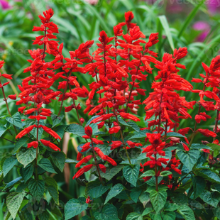 Scarlet Sage SALVIA SPLENDENS ALTA