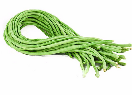 AGRIMAX يمكن أن تنتج فاصوليا طويلة من نوع Coupea 