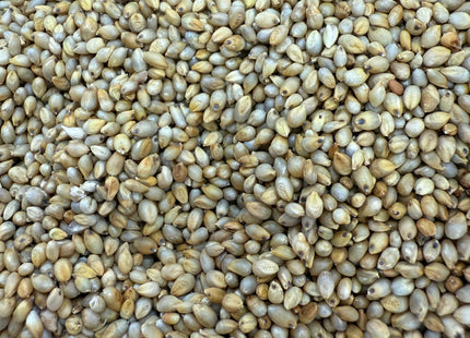 الدخن ( MILLET)