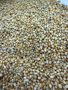 الدخن ( MILLET)