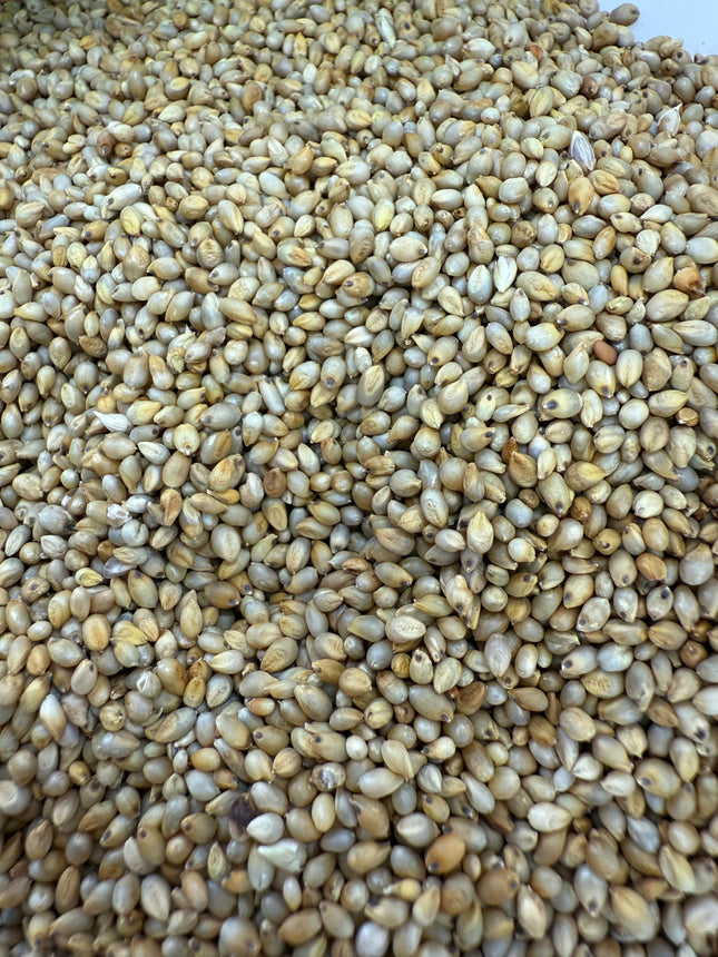 الدخن ( MILLET)
