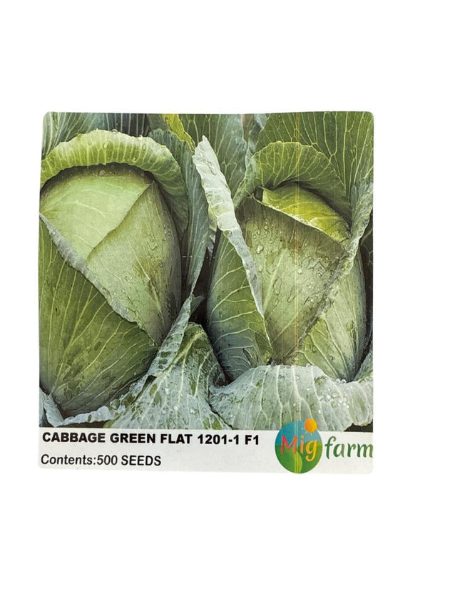 ملفوف أخضر مسطح  F1 (CABBAGE GREEN FLAT F1)