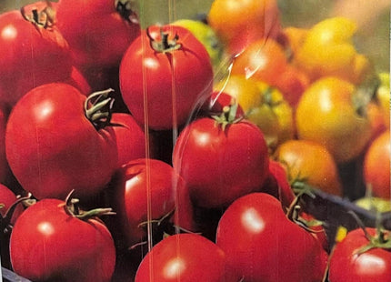 جولة الطماطم المحددة  F1 (TOMATO ROUND DETERMINATE)