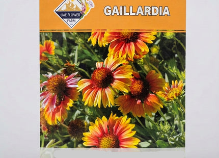 GAILLARDIA FLOWER SEEDS UAE