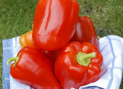 Unity bell pepper F1