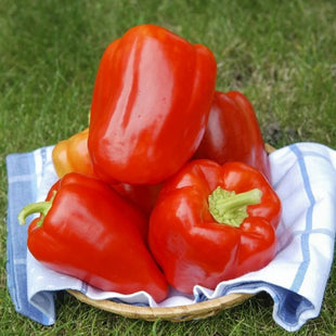 Unity bell pepper F1