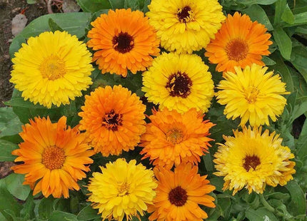 CALENDULA YELLOW AND ORAHNGE UAE FLOWERS