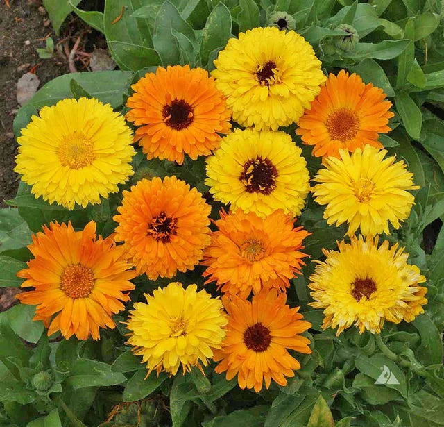 CALENDULA YELLOW AND ORAHNGE UAE FLOWERS