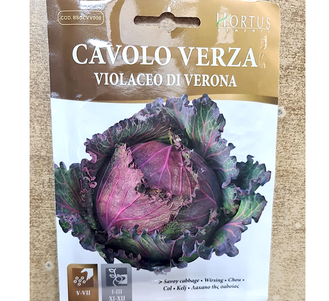 savoy cabbage