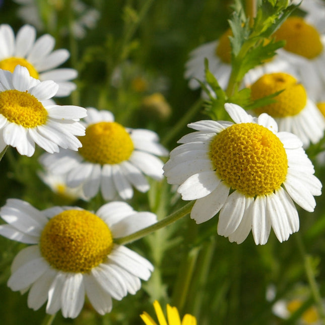 CHAMOMILE CAMOMILLA COMUNE