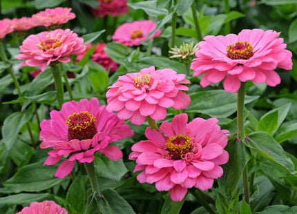 ZINNIA FLOWERS UAE