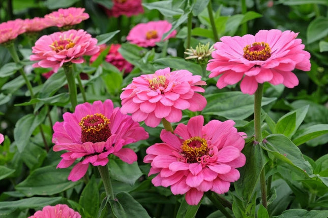 ZINNIA FLOWERS UAE