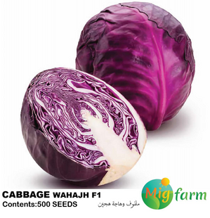 ملفوف وهاجةF1 (CABBAGE RED WAHAJH)