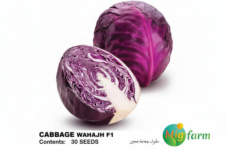 ملفوف وهاجةF1 (CABBAGE RED WAHAJH) 30 SEEDS