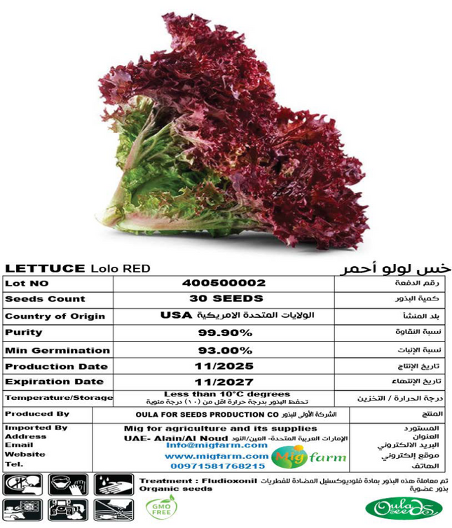 خس لولو أحمر (LETTUCE LOLO RED) 30 SEEDS