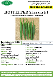 فلفل حار شرارة F1 (HOT PEPPER SHARARA F1) MINI PACKET 30 SEEDS