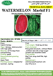 بطيخ مرهف F1 (WATERMELON MARHIF F1) MINI PACKET 30 SEEDS