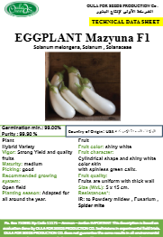 باذنجان مزيونة F1 (WHITE EGGPLANT MAZYUNA F1) MINI PACKET 30 SEEDS