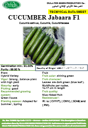 خيار جبارة f1 (CUCUMBER JABAARA F1) MINI PACKET 30 SEEDS