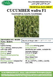 خيار وفرة F1 ( CUCUMBER F1) MINI PACKET 30 SEEDS