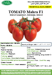 طماطم مهرة F1 ( TOMATO MAHRA) MINI PACKET 30 SEEDS