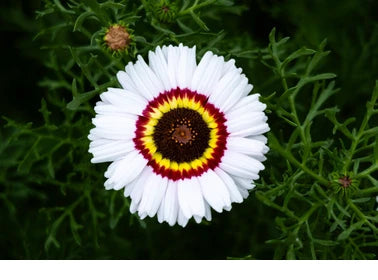 RAINBOW MIX FLOWERS UAE
