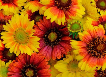 GAILLARDIA FLOWER SEEDS UAE